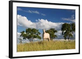 A Cow Grazes in on a Farm in Bonito at Sunset-Alex Saberi-Framed Photographic Print