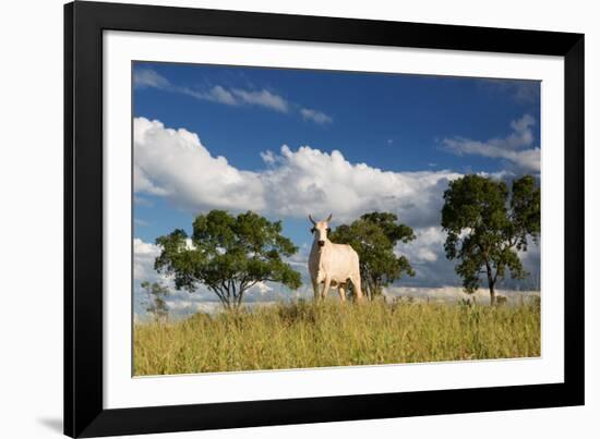 A Cow Grazes in on a Farm in Bonito at Sunset-Alex Saberi-Framed Photographic Print