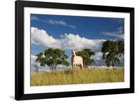 A Cow Grazes in on a Farm in Bonito at Sunset-Alex Saberi-Framed Photographic Print