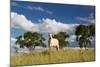 A Cow Grazes in on a Farm in Bonito at Sunset-Alex Saberi-Mounted Photographic Print