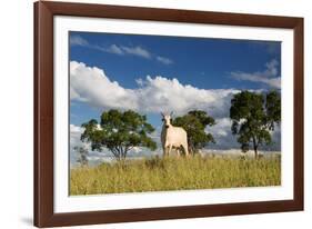 A Cow Grazes in on a Farm in Bonito at Sunset-Alex Saberi-Framed Photographic Print