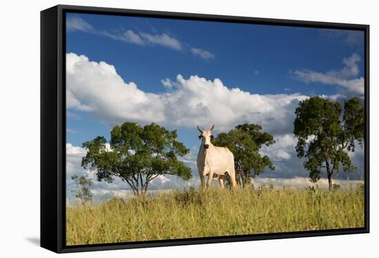 A Cow Grazes in on a Farm in Bonito at Sunset-Alex Saberi-Framed Stretched Canvas