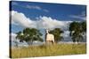A Cow Grazes in on a Farm in Bonito at Sunset-Alex Saberi-Stretched Canvas