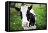A Cow in a Field-null-Framed Stretched Canvas