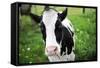 A Cow in a Field-null-Framed Stretched Canvas