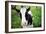 A Cow in a Field-null-Framed Photo