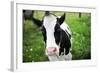 A Cow in a Field-null-Framed Photo