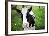 A Cow in a Field-null-Framed Photo