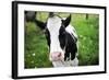 A Cow in a Field-null-Framed Photo