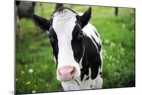 A Cow in a Field-null-Mounted Photo