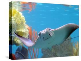 A Cow Nose Ray Swims-null-Stretched Canvas