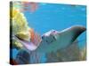 A Cow Nose Ray Swims-null-Stretched Canvas