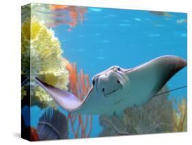 A Cow Nose Ray Swims-null-Stretched Canvas