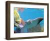 A Cow Nose Ray Swims-null-Framed Photographic Print