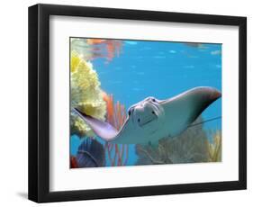 A Cow Nose Ray Swims-null-Framed Photographic Print