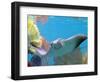 A Cow Nose Ray Swims-null-Framed Photographic Print