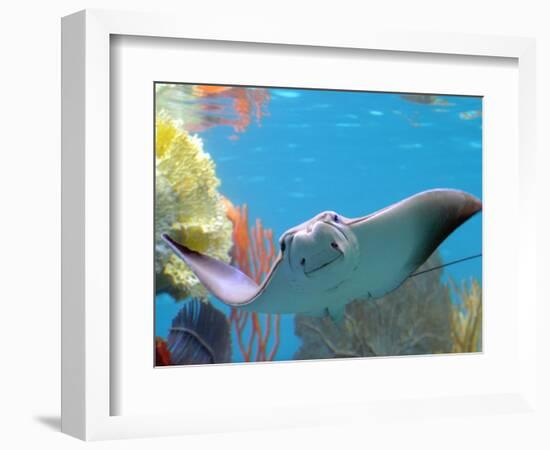 A Cow Nose Ray Swims-null-Framed Photographic Print