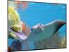 A Cow Nose Ray Swims-null-Mounted Photographic Print