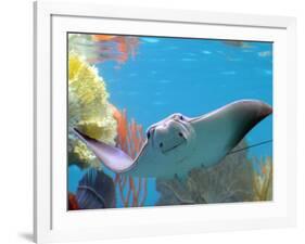 A Cow Nose Ray Swims-null-Framed Photographic Print