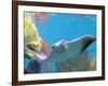 A Cow Nose Ray Swims-null-Framed Photographic Print