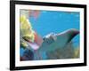 A Cow Nose Ray Swims-null-Framed Photographic Print