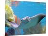 A Cow Nose Ray Swims-null-Mounted Photographic Print