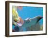 A Cow Nose Ray Swims-null-Framed Photographic Print