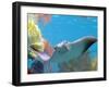 A Cow Nose Ray Swims-null-Framed Photographic Print