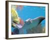 A Cow Nose Ray Swims-null-Framed Photographic Print