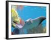 A Cow Nose Ray Swims-null-Framed Photographic Print