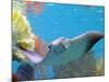 A Cow Nose Ray Swims-null-Mounted Photographic Print