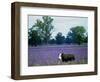 A Cow Struggles to Find Grass-null-Framed Photographic Print