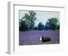 A Cow Struggles to Find Grass-null-Framed Photographic Print