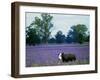 A Cow Struggles to Find Grass-null-Framed Photographic Print