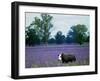 A Cow Struggles to Find Grass-null-Framed Photographic Print