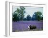 A Cow Struggles to Find Grass-null-Framed Photographic Print