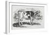 A Cow-Thomas Bewick-Framed Giclee Print