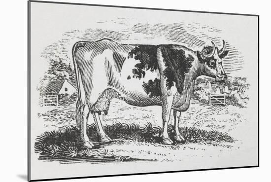 A Cow-Thomas Bewick-Mounted Giclee Print