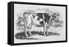 A Cow-Thomas Bewick-Framed Stretched Canvas