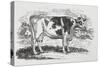 A Cow-Thomas Bewick-Stretched Canvas