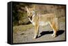 A Coyote, Searches for Prey in the Cariboo Mts of B.C., Canada-Richard Wright-Framed Stretched Canvas