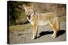 A Coyote, Searches for Prey in the Cariboo Mts of B.C., Canada-Richard Wright-Stretched Canvas