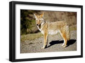 A Coyote, Searches for Prey in the Cariboo Mts of B.C., Canada-Richard Wright-Framed Photographic Print