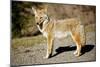 A Coyote, Searches for Prey in the Cariboo Mts of B.C., Canada-Richard Wright-Mounted Photographic Print