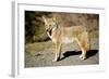 A Coyote, Searches for Prey in the Cariboo Mts of B.C., Canada-Richard Wright-Framed Photographic Print