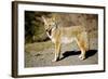 A Coyote, Searches for Prey in the Cariboo Mts of B.C., Canada-Richard Wright-Framed Photographic Print