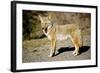 A Coyote, Searches for Prey in the Cariboo Mts of B.C., Canada-Richard Wright-Framed Photographic Print