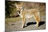 A Coyote, Searches for Prey in the Cariboo Mts of B.C., Canada-Richard Wright-Mounted Photographic Print