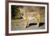 A Coyote, Searches for Prey in the Cariboo Mts of B.C., Canada-Richard Wright-Framed Photographic Print