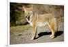 A Coyote, Searches for Prey in the Cariboo Mts of B.C., Canada-Richard Wright-Framed Photographic Print